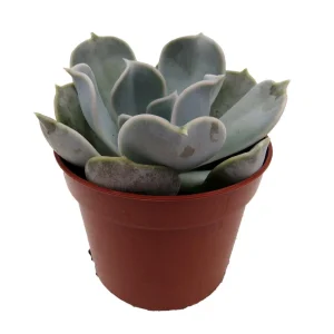 Echeveria Lilacina Succulent Live Plant – White Ghost Desert Rose – 2.5 Inch Pot – Indoor - Image 3