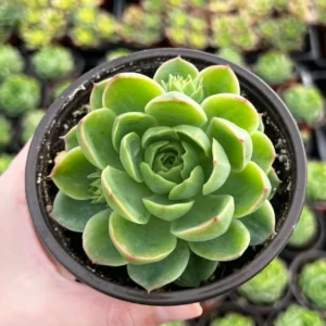 Echeveria Lime n' Chile Live Succulent Plant 4 inch Pot Indoor Outdoor - Image 3