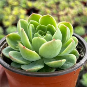 Echeveria Lime n' Chile Live Succulent Plant 4 inch Pot Indoor Outdoor - Image 1