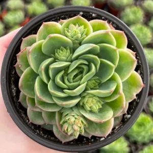 Echeveria Lime n' Chile Live Succulent Plant 4 inch Pot Indoor Outdoor - Image 4