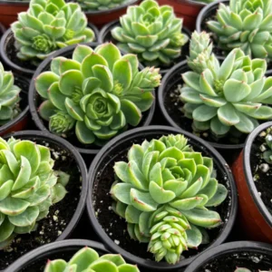 Echeveria Lime n' Chile Live Succulent Plant 4 inch Pot Indoor Outdoor - Image 7