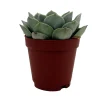 Echeveria Live Succulent Plant – 2 inch Pot – Easy Care Indoor Plant - Image 1