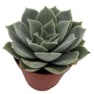 Echeveria Live Succulent Plant – 2 inch Pot – Easy Care Indoor Plant - Image 2