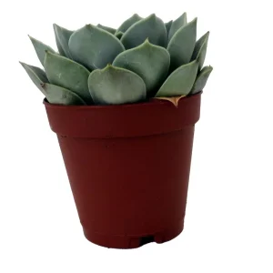 Echeveria Live Succulent Plant – 2 inch Pot – Easy Care Indoor Plant - Image 3