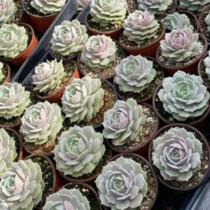 Echeveria Lola Live Succulent Plant – Easy Care, Drought Tolerant, 4 inch pot - Image 2