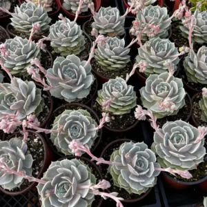 Echeveria Lola Live Succulent Plant – Easy Care, Drought Tolerant, 4 inch pot - Image 3