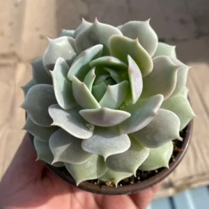 Echeveria Lola Live Succulent Plant – Easy Care, Drought Tolerant, 4 inch pot - Image 1