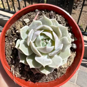 Echeveria Lola Live Succulent Plant – Easy Care, Drought Tolerant, 4 inch pot - Image 4