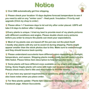 Echeveria Lola Succulent Live Plant – 2-inch Pot – Indoor/Outdoor - Image 10