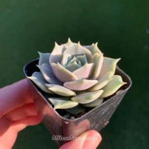Echeveria Lola Succulent Live Plant – 2-inch Pot – Indoor/Outdoor - Image 3