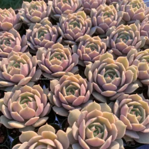 Echeveria Lola Succulent Live Plant – 2-inch Pot – Indoor/Outdoor - Image 1