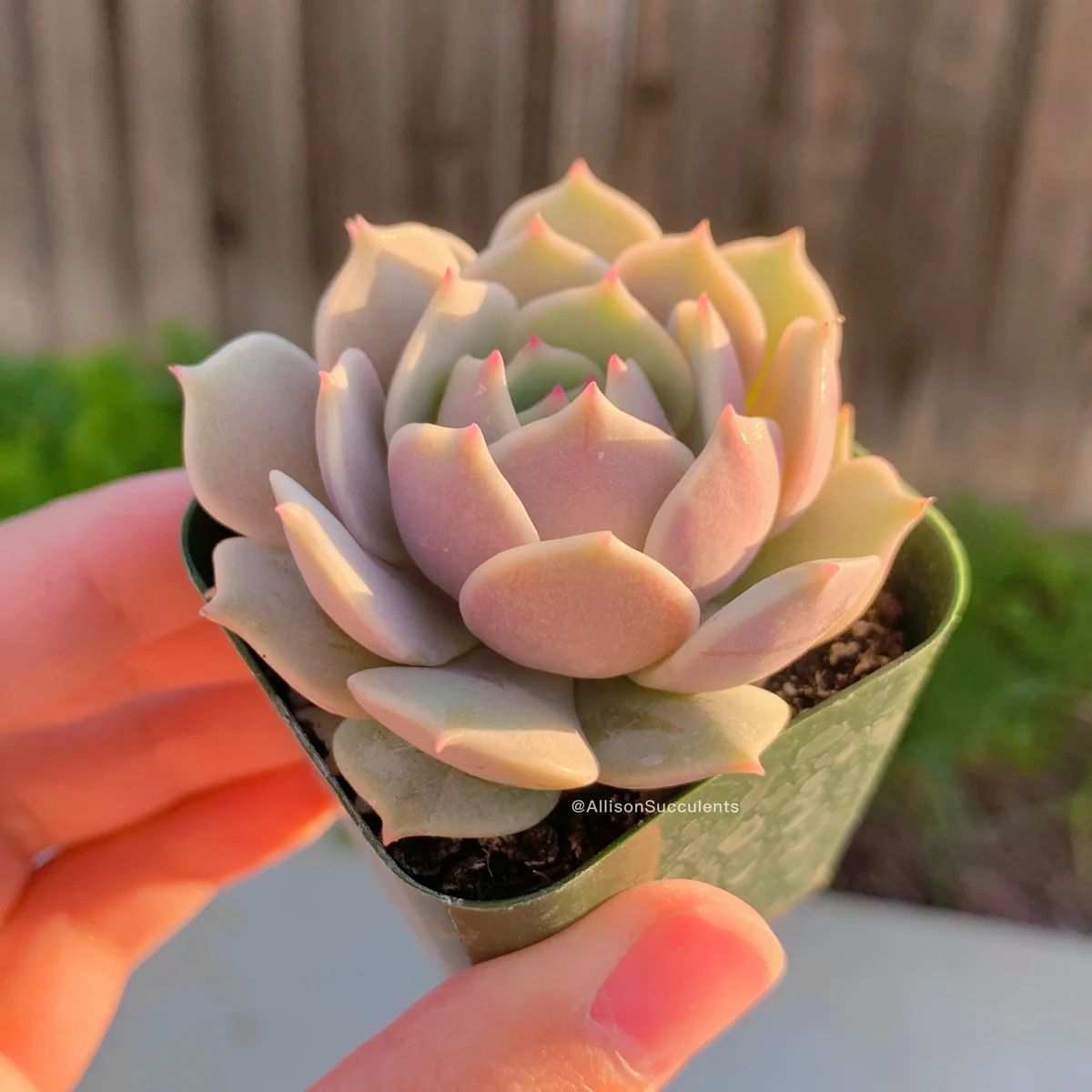 Echeveria Lola Succulent Live Plant – 2-inch Pot – Indoor/Outdoor - Image 4