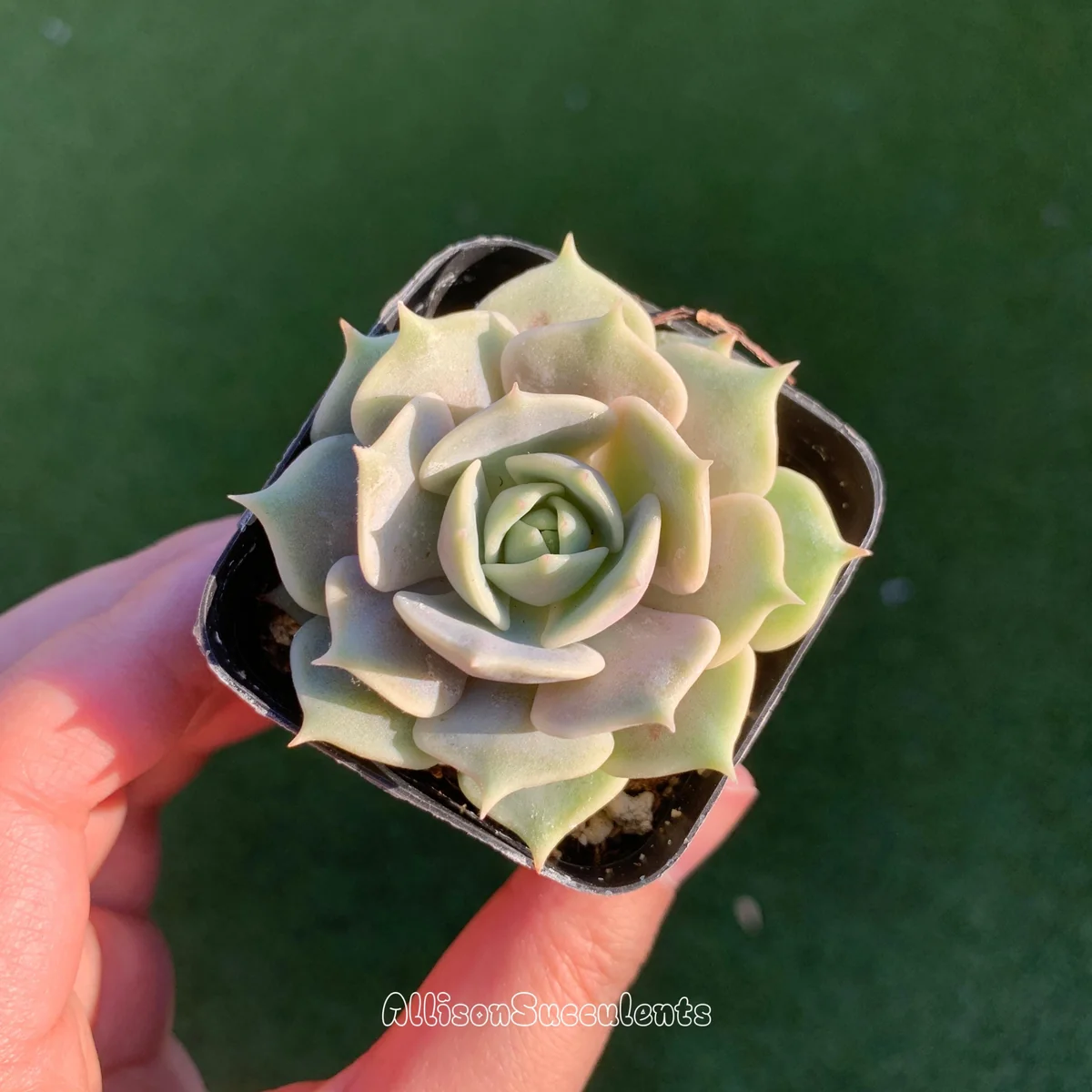 Echeveria Lola Succulent Live Plant – 2-inch Pot – Indoor/Outdoor - Image 5