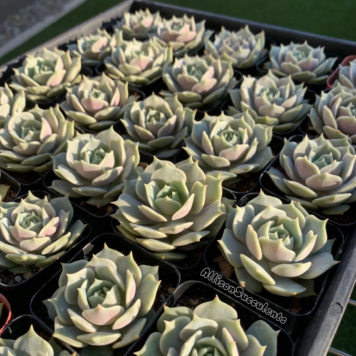 Echeveria Lola Succulent Live Plant – 2-inch Pot – Indoor/Outdoor - Image 6