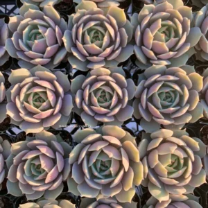 Echeveria Lola Succulent Live Plant – 2-inch Pot – Indoor/Outdoor - Image 7