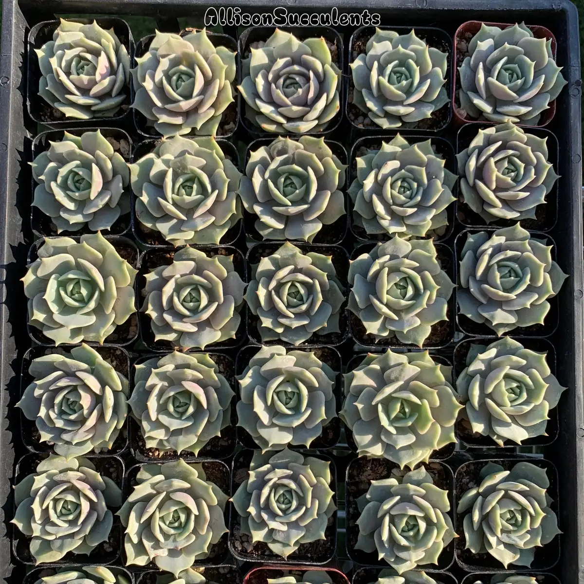 Echeveria Lola Succulent Live Plant – 2-inch Pot – Indoor/Outdoor - Image 8