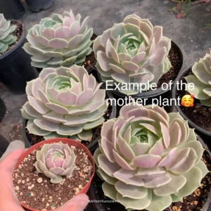 Echeveria Lola Succulent Live Plant – 2-inch Pot – Indoor/Outdoor - Image 9