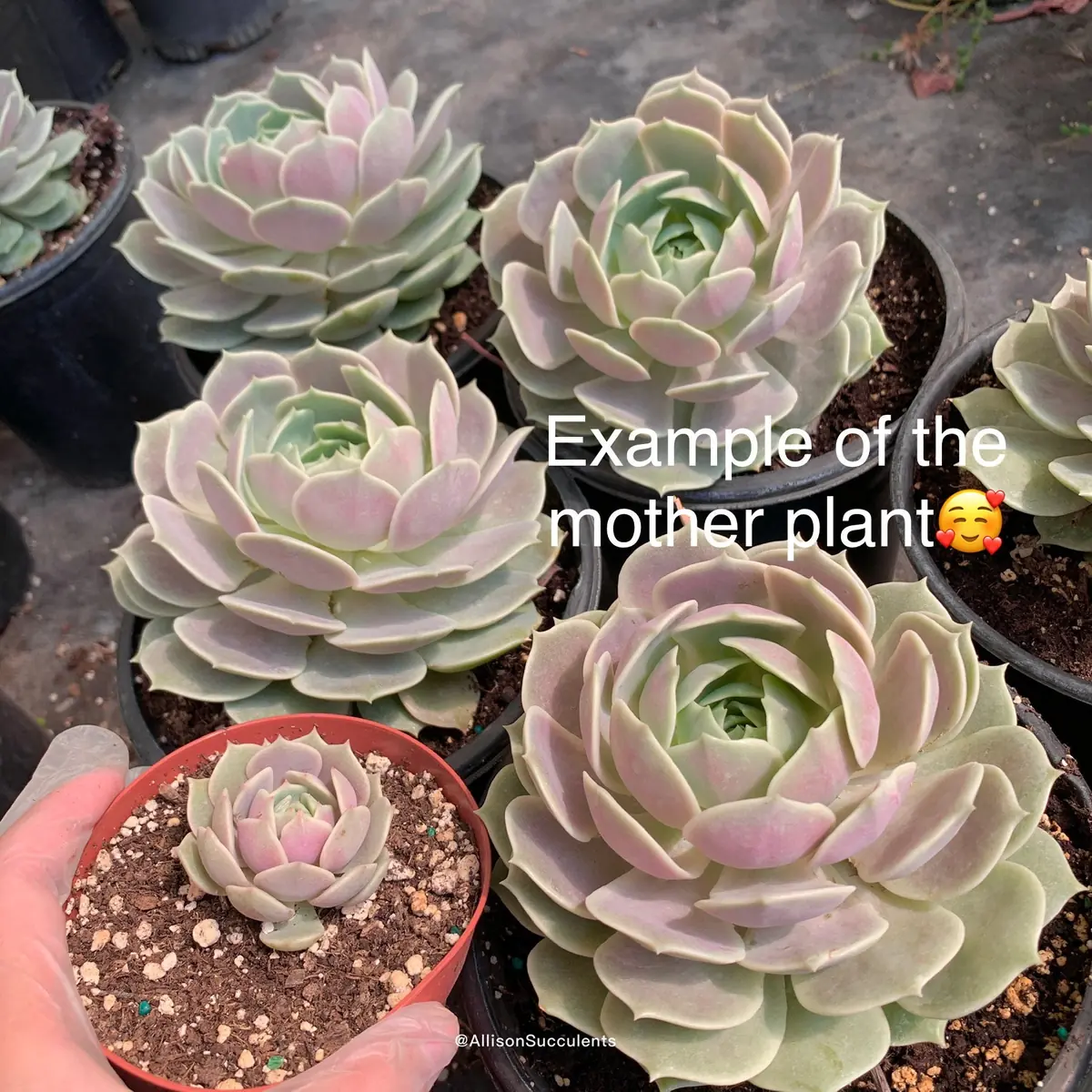 Echeveria Lola Succulent Live Plant – 2-inch Pot – Indoor/Outdoor - Image 9