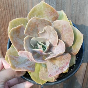 Echeveria 'Lolita' Succulent Live Plant - Drought Tolerant Indoor/Outdoor - Image 3
