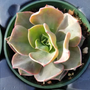 Echeveria 'Lolita' Succulent Live Plant - Drought Tolerant Indoor/Outdoor - Image 1