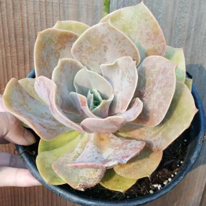 Echeveria 'Lolita' Succulent Live Plant - Drought Tolerant Indoor/Outdoor - Image 4