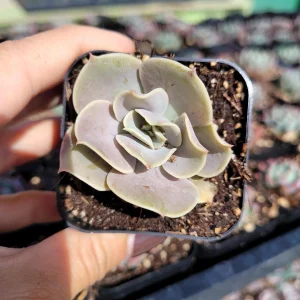 Echeveria 'Lolita' Succulent Live Plant - Drought Tolerant Indoor/Outdoor - Image 6