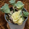 Echeveria Lovely Rose Variegated Succulent Live Plant - 3.5 inch Easy Care - Image 1