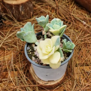 Echeveria Lovely Rose Variegated Succulent Live Plant - 3.5 inch Easy Care - Image 2