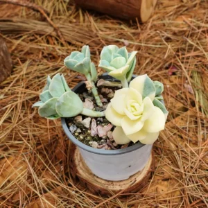 Echeveria Lovely Rose Variegated Succulent Live Plant - 3.5 inch Easy Care - Image 3
