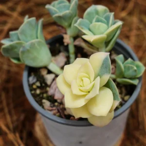 Echeveria Lovely Rose Variegated Succulent Live Plant - 3.5 inch Easy Care - Image 1