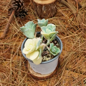 Echeveria Lovely Rose Variegated Succulent Live Plant - 3.5 inch Easy Care - Image 4