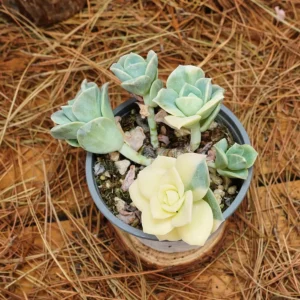 Echeveria Lovely Rose Variegated Succulent Live Plant - 3.5 inch Easy Care - Image 5