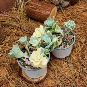 Echeveria Lovely Rose Variegated Succulent Live Plant - 3.5 inch Easy Care - Image 6