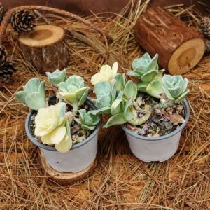 Echeveria Lovely Rose Variegated Succulent Live Plant - 3.5 inch Easy Care - Image 7