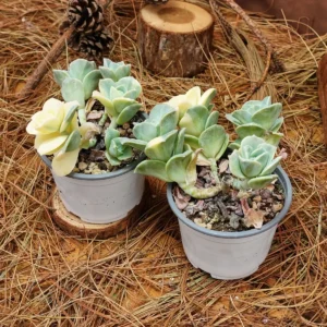 Echeveria Lovely Rose Variegated Succulent Live Plant - 3.5 inch Easy Care - Image 8