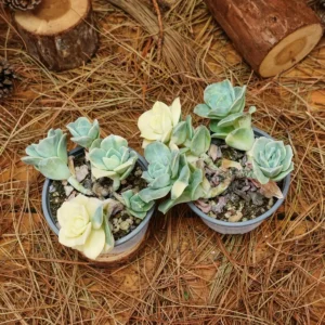 Echeveria Lovely Rose Variegated Succulent Live Plant - 3.5 inch Easy Care - Image 9