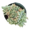 Echeveria Luella Crest Succulent Plant - Live Succulent for Indoors/Outdoors - Image 1