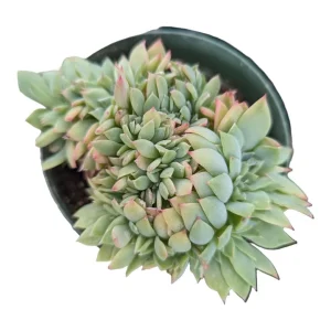 Echeveria Luella Crest Succulent Plant - Live Succulent for Indoors/Outdoors - Image 1