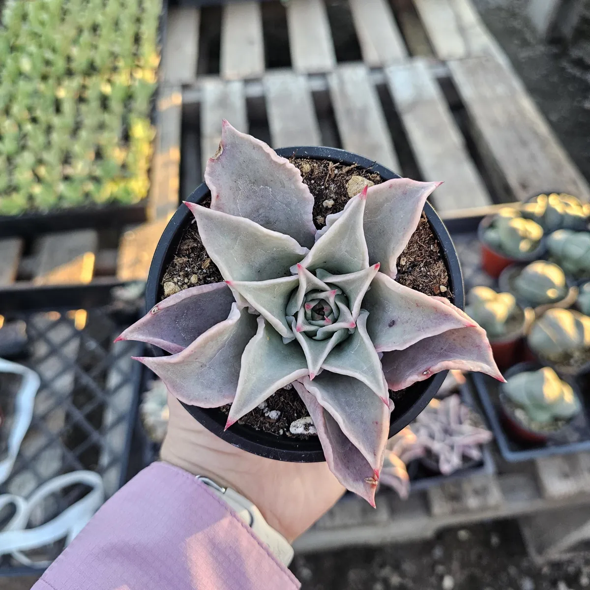 Echeveria Madiba Live Succulent Plant – 4 inch Pot – Indoor/Outdoor - Image 3