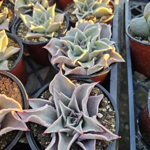 Echeveria Madiba Live Succulent Plant – 4 inch Pot – Indoor/Outdoor - Image 4