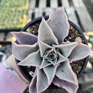 Echeveria Madiba Live Succulent Plant – 4 inch Pot – Indoor/Outdoor - Image 6