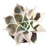 Echeveria Madiba Succulent Live Plant - Wavy Leaves, Easy Care - Image 1