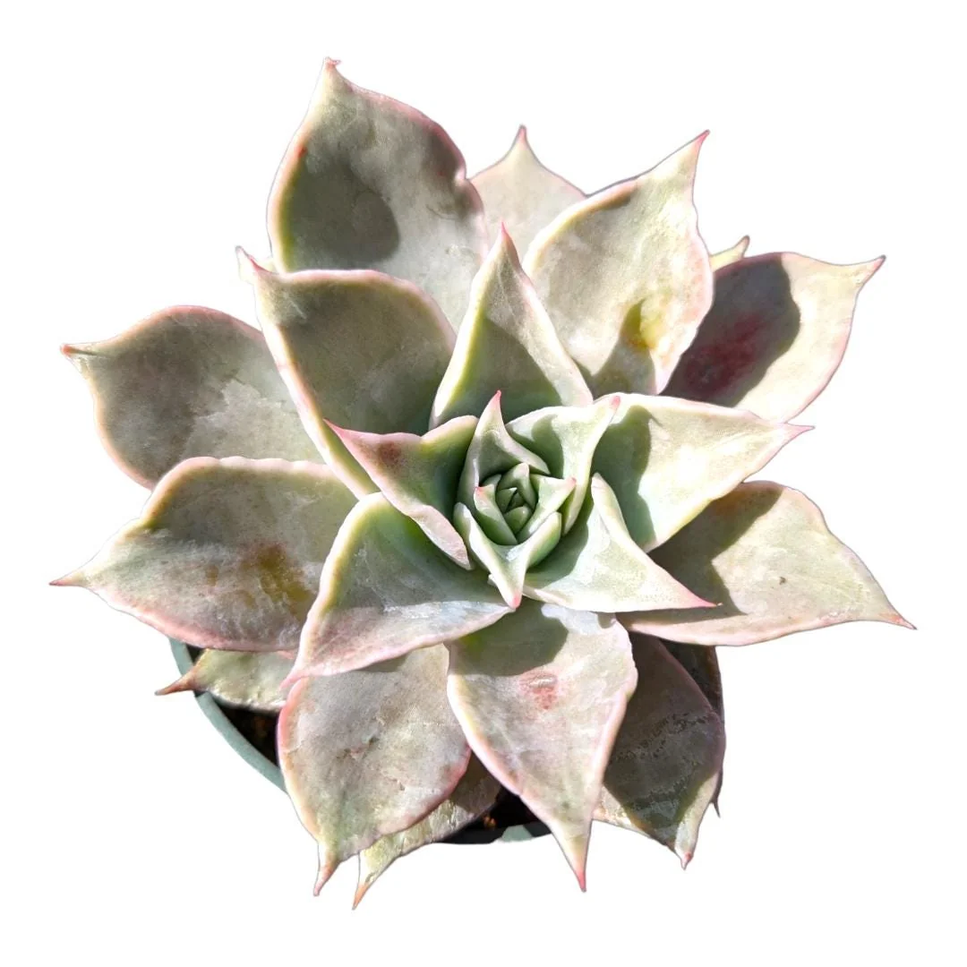 Echeveria Madiba Succulent Live Plant - Wavy Leaves, Easy Care - Image 1