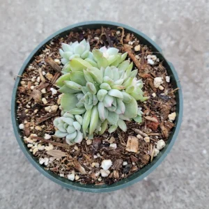 Echeveria Mebina Variegated Succulent Live Plant - Stunning Rosette - Image 4