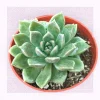 Echeveria Melody Succulent Live Plant - Drought Tolerant Houseplant - Image 1