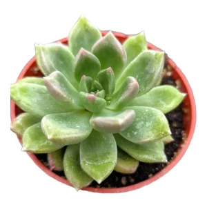Echeveria Melody Succulent Live Plant - Drought Tolerant Houseplant - Image 2