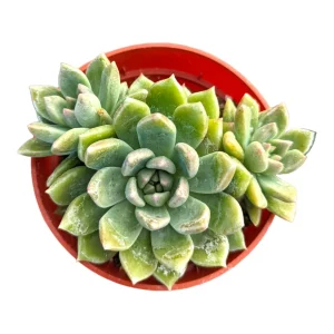 Echeveria Melody Succulent Live Plant - Drought Tolerant Houseplant - Image 5