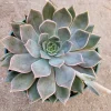 Echeveria 'Mensa' Succulent Plant - Live Crassulaceae Rosette - Colorful Indoor/Outdoor Plant - Image 1