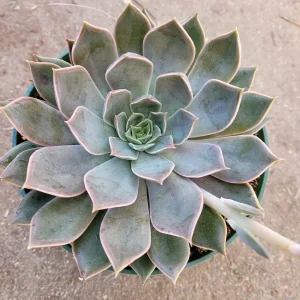 Echeveria 'Mensa' Succulent Plant - Live Crassulaceae Rosette - Colorful Indoor/Outdoor Plant - Image 1