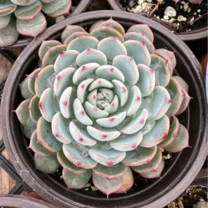 Echeveria Minima Live Succulent Plant – 2 inch or 4 inch Pot – Small Indoor Succulent - Image 10